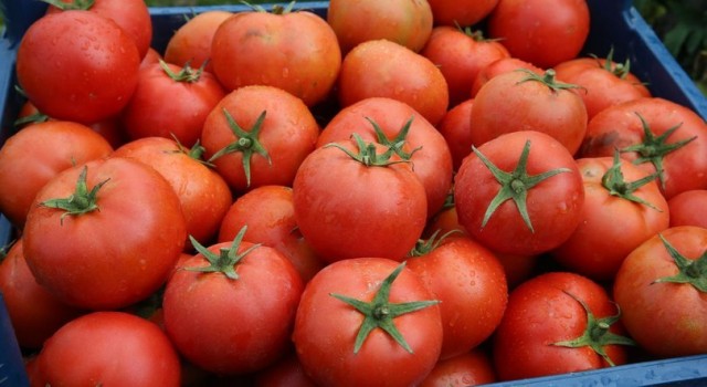 BİM domates üreticisi Bircan Fide'yi satın aldı