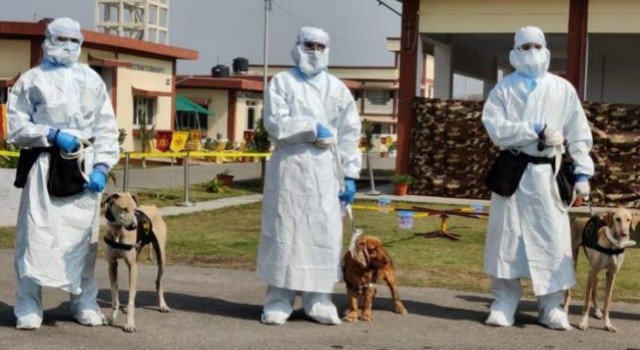 Meksika koronavirüsü tespit etmek için köpekleri eğitiyor! İlk sonuçlar oldukça tatmin edici