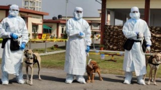 Meksika koronavirüsü tespit etmek için köpekleri eğitiyor! İlk sonuçlar oldukça tatmin edici