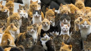 Avustralya, besin zincirine tehdit oluşturduğu gerekçesiyle 6 milyon kediyi öldürmeyi planlıyor