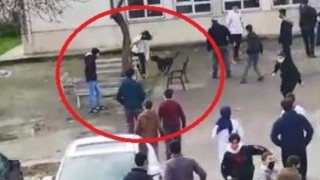 Kocaeli'de okula dalan pitbull öğrencilere saldırdı: 5 yaralı